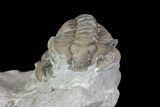 Pair Of Flexicalymene Trilobites In Shale - Ohio #67657-3